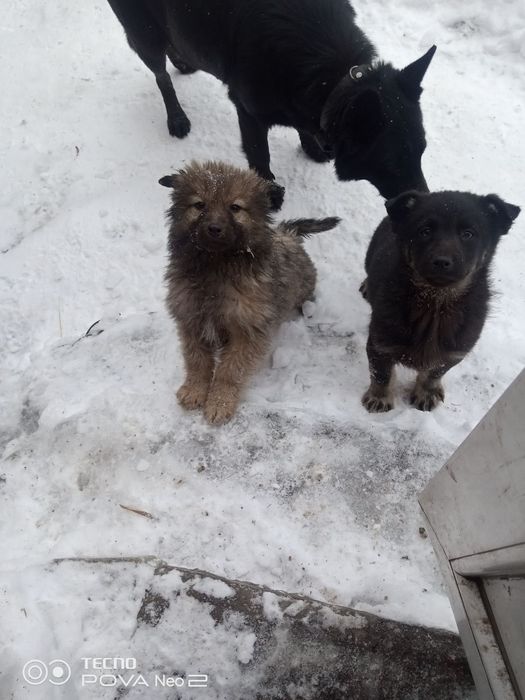 Віддам сторожових  собак