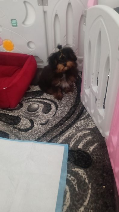 Szczeniak Pomapoo Pudel toy .