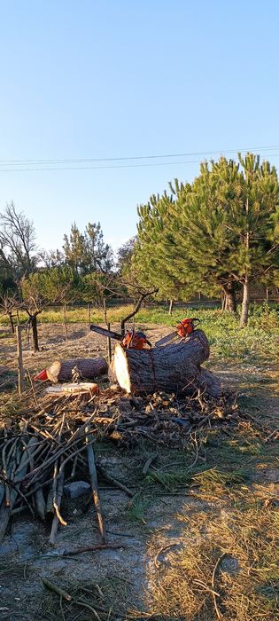 Corte de árvores/ limpeza de terrenos