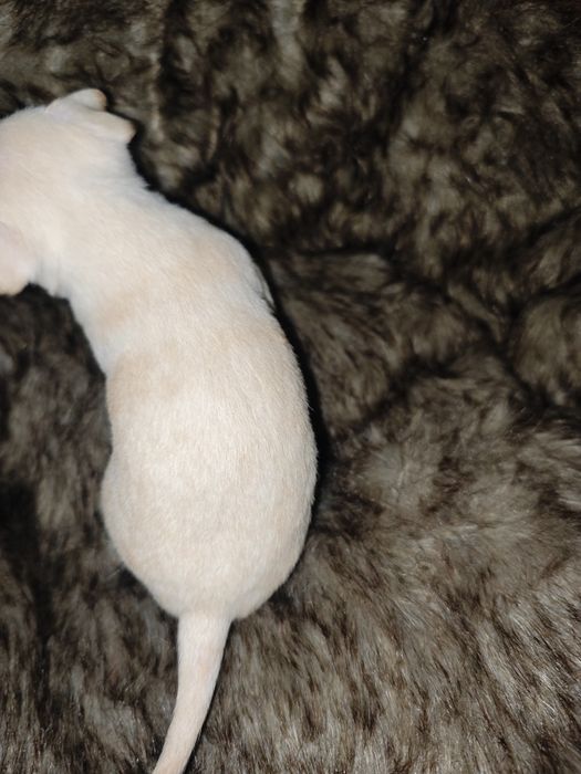 Chihuahua fêmea branca e bege