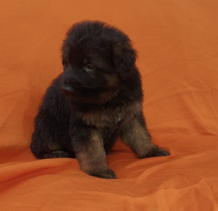 Vendo pastor alemão macho