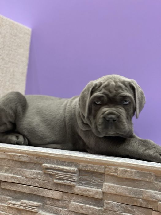 Хлопчик Рамзес Cane corso
