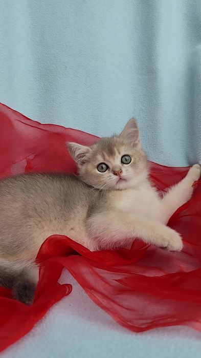 Милий котик шотландська золота шиншила