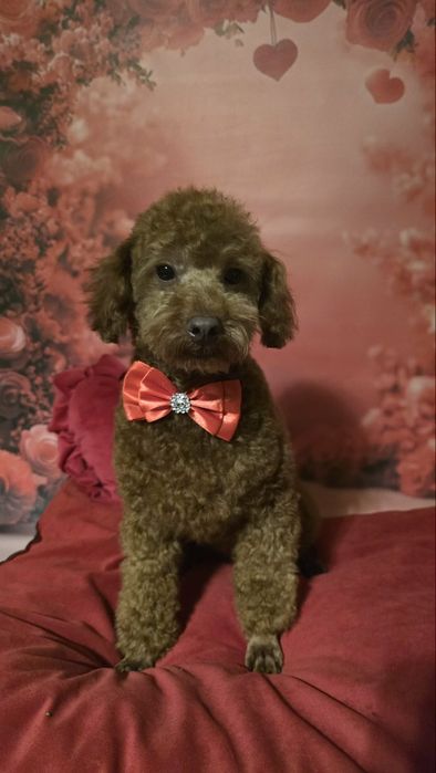 Pudel  miniaturai wychowywany z sercem