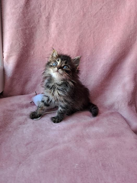 Лучший сибирский мальчик