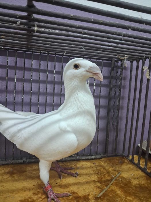 Sprzedam golebie rzeszowskie