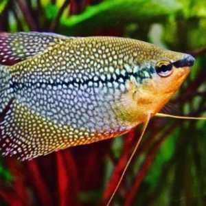 CASAL Gourami Pérola 12cm