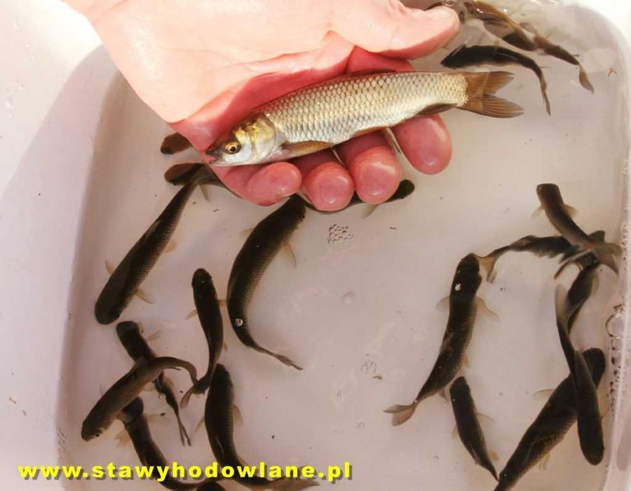 Karp Ryby amur,tołpyga,lin,jesiotr,pstrąg,miętus,sandacz,karaś-Wysyłka
