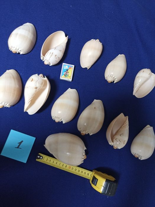 Ракушки морские и океанические