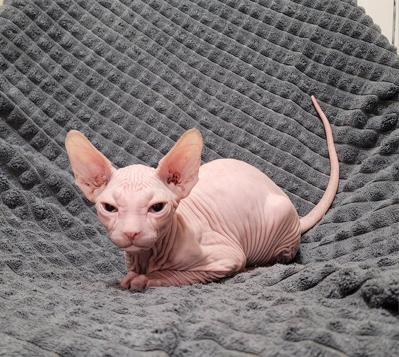 Sphynx olhos azuis