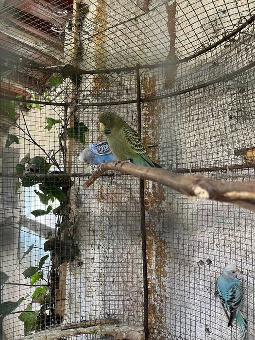 Periquitos Australianos Portador de Blackface