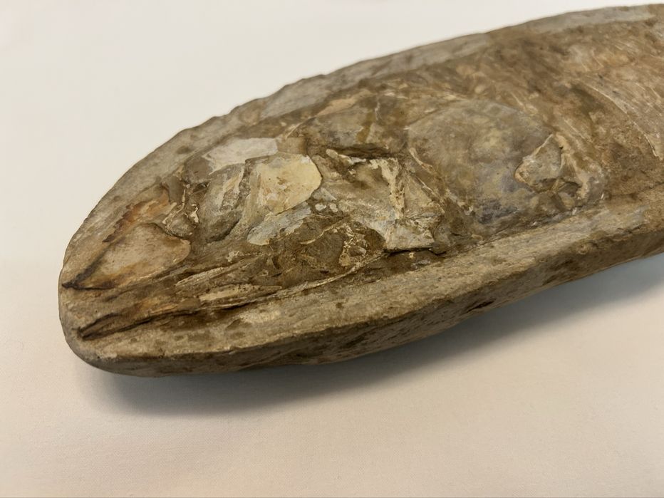 Fossil com com mais de 100 milhoes de anos