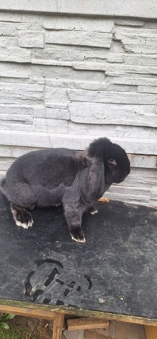 Krolik króliki francuski baran żelazisty