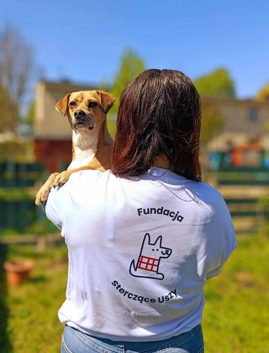 Niunia super pies kundelek mały suczka