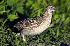 Vendo codernizes espanholas