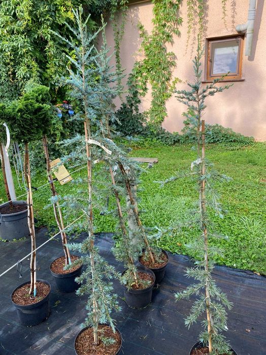 Cedr himalajski Karl Fusch