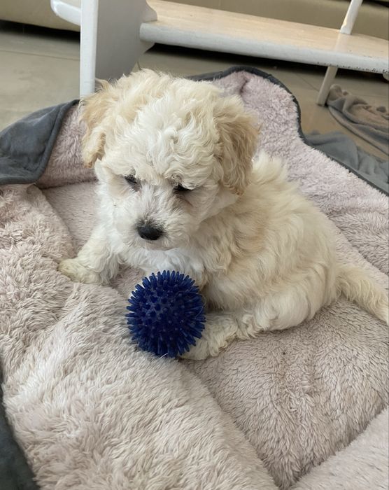 Bichon Frise piesek szczenię