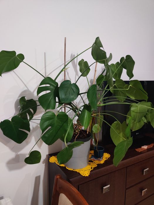 Monstera deliciosa