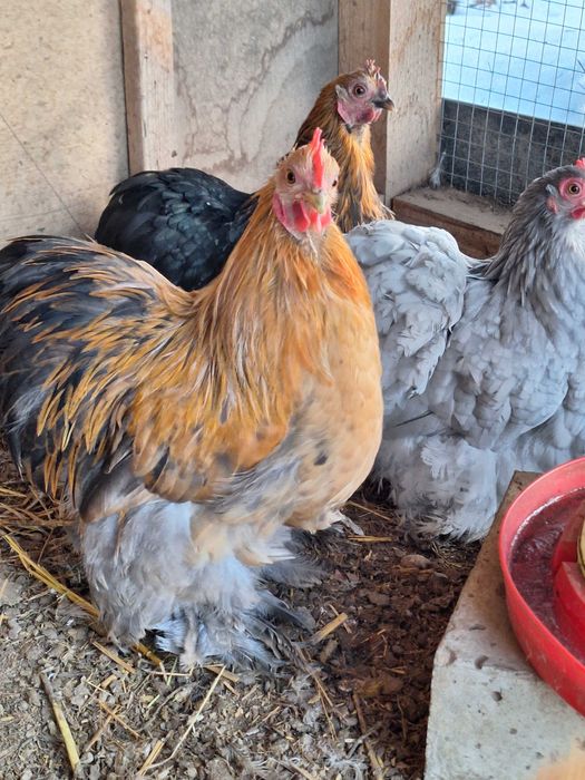 Kogut Kochim miniaturowy