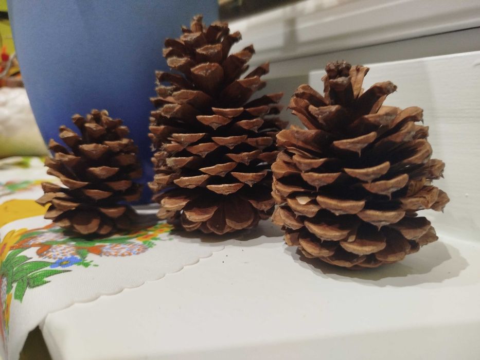 Szyszki z sosny żółtej  różne
