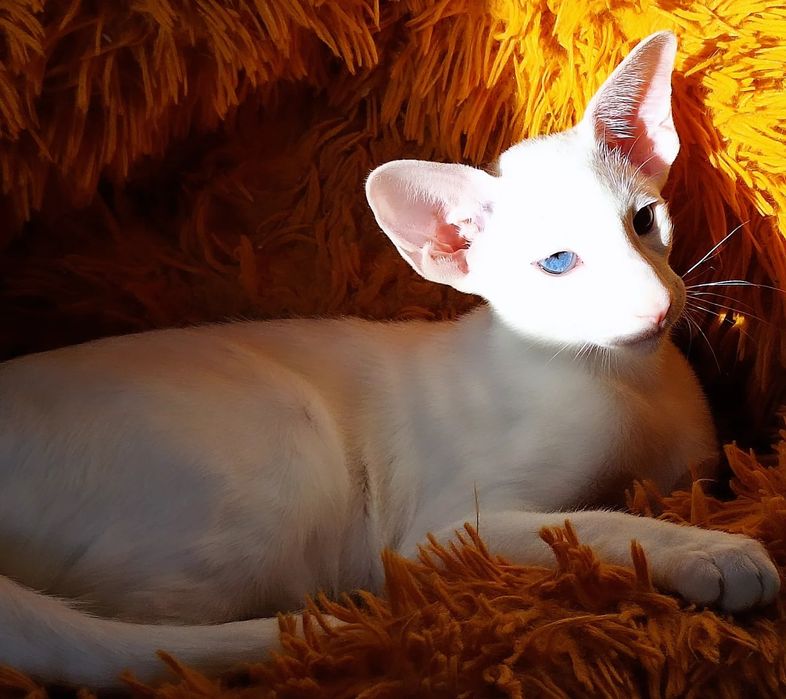 Ориентальные котята