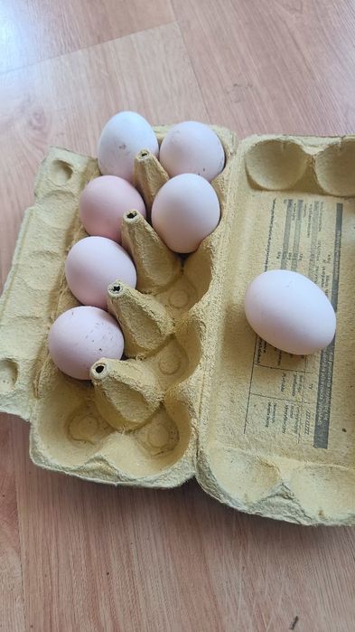 Sprzedam Jaja wiejskie