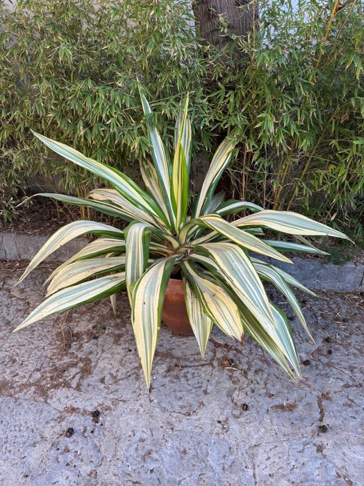 Agave americano amarelo grande
