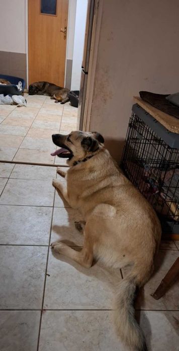 May , cudowny molos do adopcji