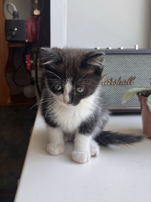 Кошенята Безкоштовно