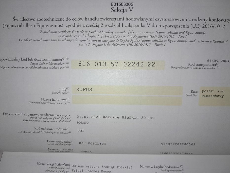 Kuc walijski ogier