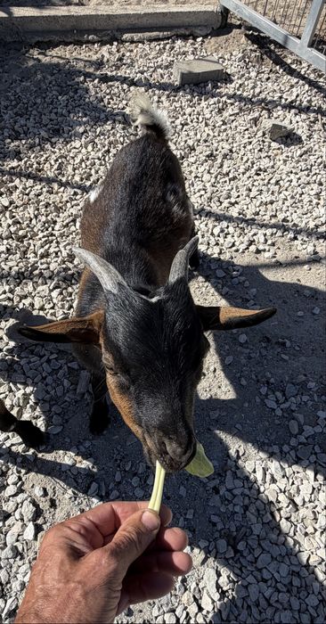 Cabritinho anão para mudar de quinta