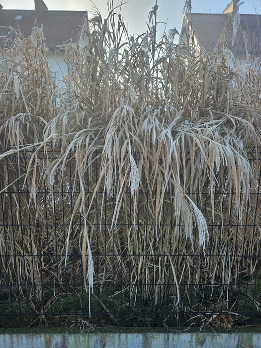 Sadzonki ozdobnej trawy ,,Zibrinus"