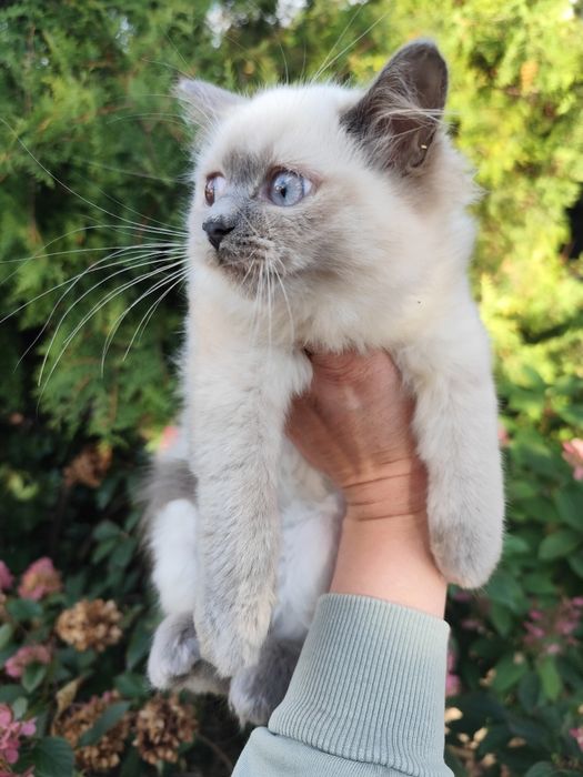 Kot brytyjski mix ragdoll kotka blue mitted