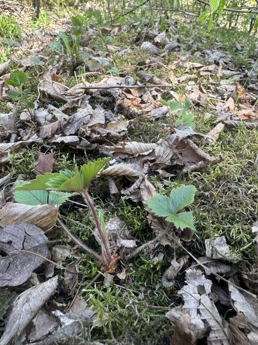 Саджанці суниці Карпатської лісової