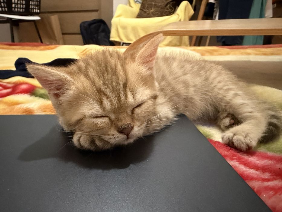 Gatinho British golden tabby