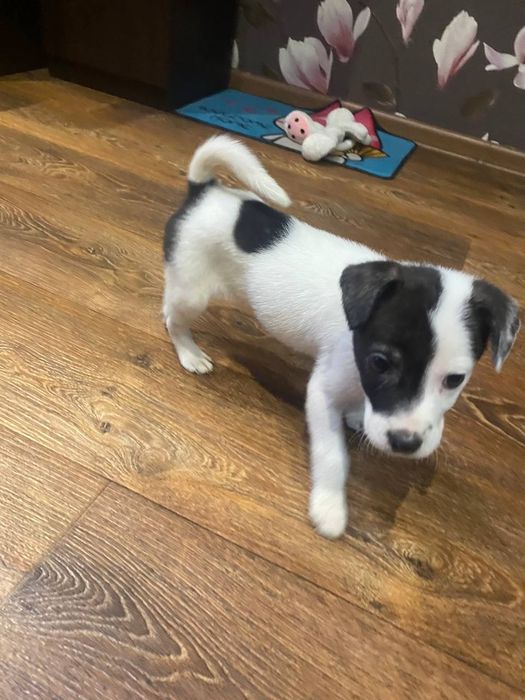 Очень красивый игривый щенок