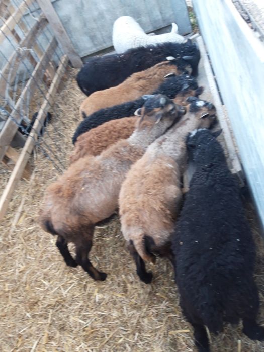 Sprzedam kameruny owce kozy