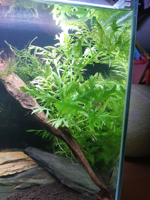 Hygrophila Difformis
