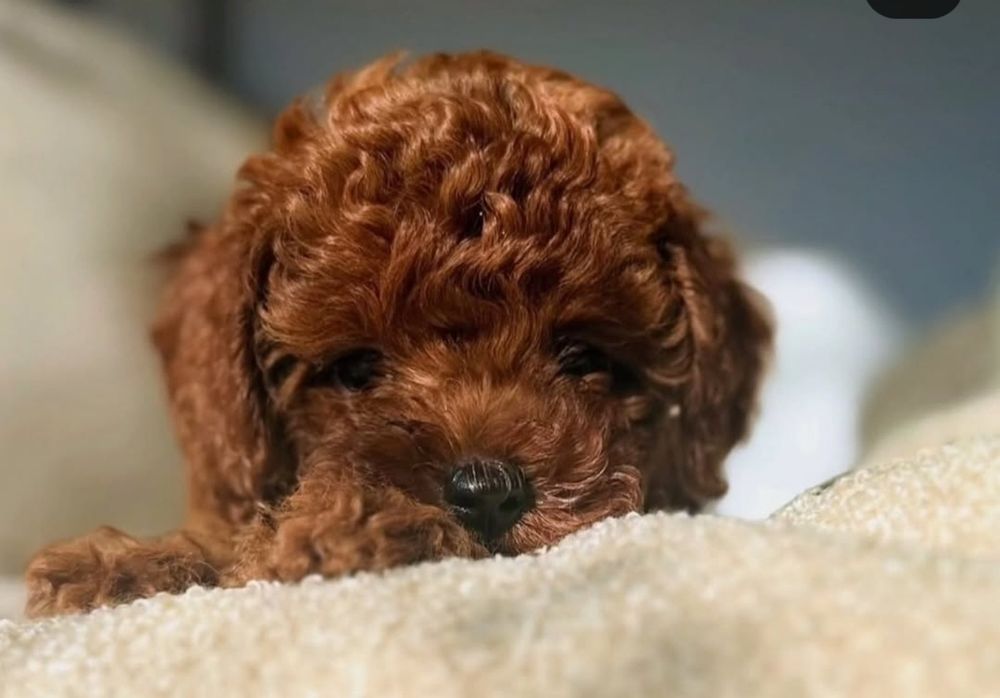 Шикарний карапуз той пудель .Якість