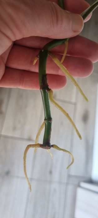 Syngonium  albo Variegata