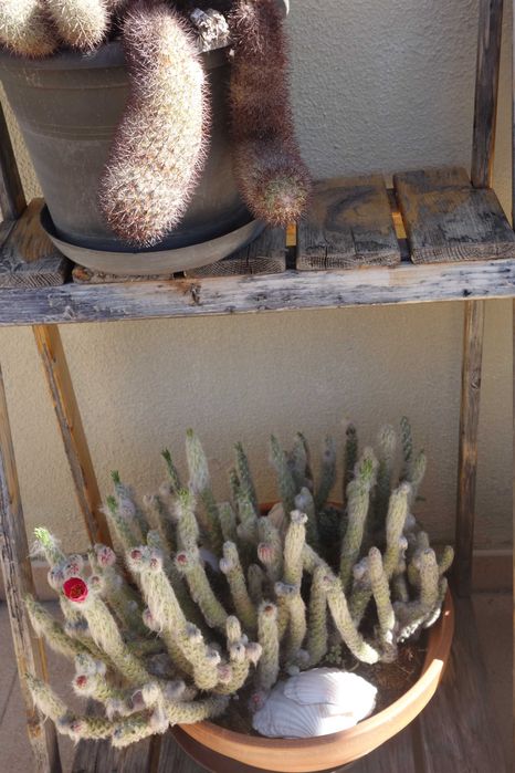 Plantas decoração - cactos
