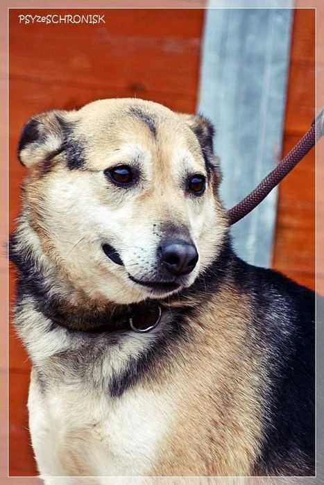 Boguś - cudowny kundelek chce dać Ci swoje serce