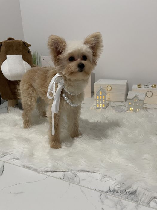 Обіймай і не відпускай  чарівні Помапу тут!