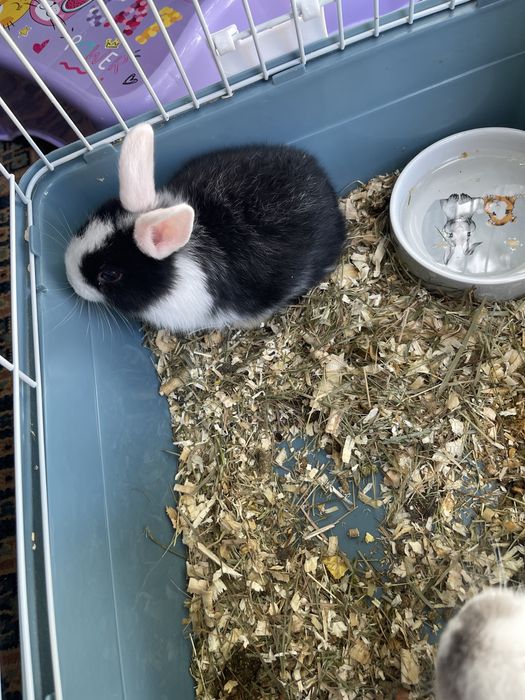Vende se coelhos de raça
