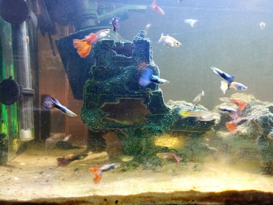 Sprzedaż rybek gupików