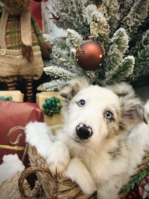 Excelente Menina border collie blue merle olhos azuis