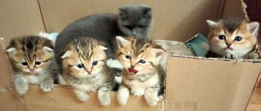 Шотландські котики