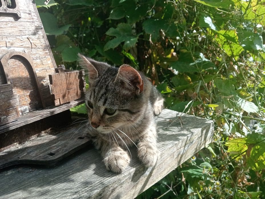 Кошенята маленькі