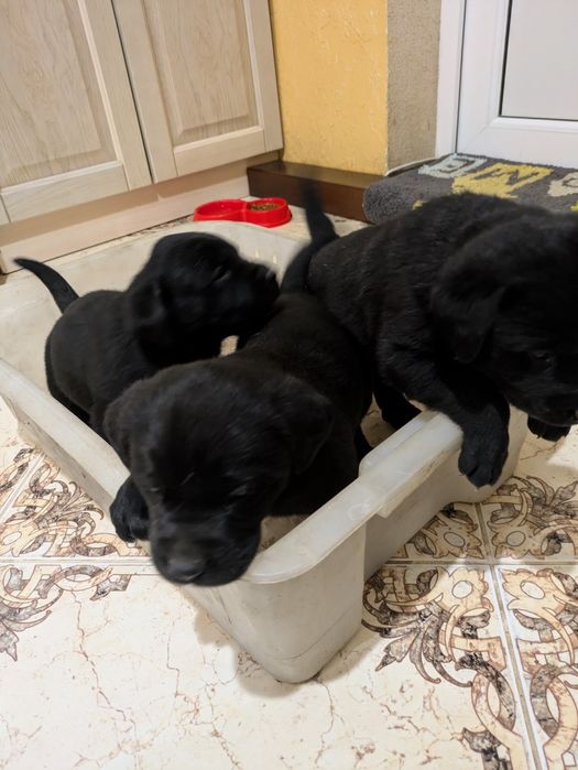 Лабрадор  дівчата