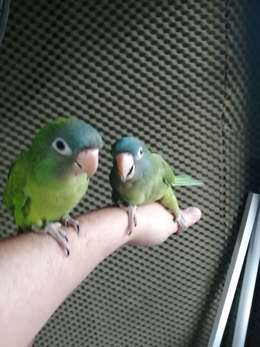 Conures cabeça azul domesticados